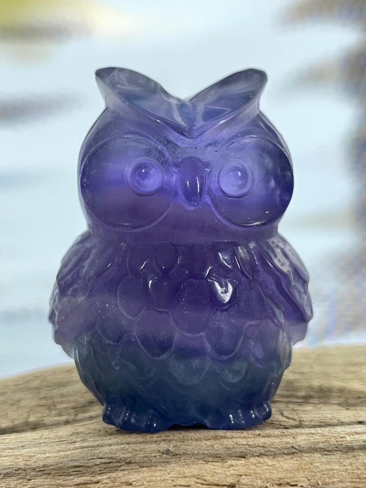 Fluorite Owl Violet-Green