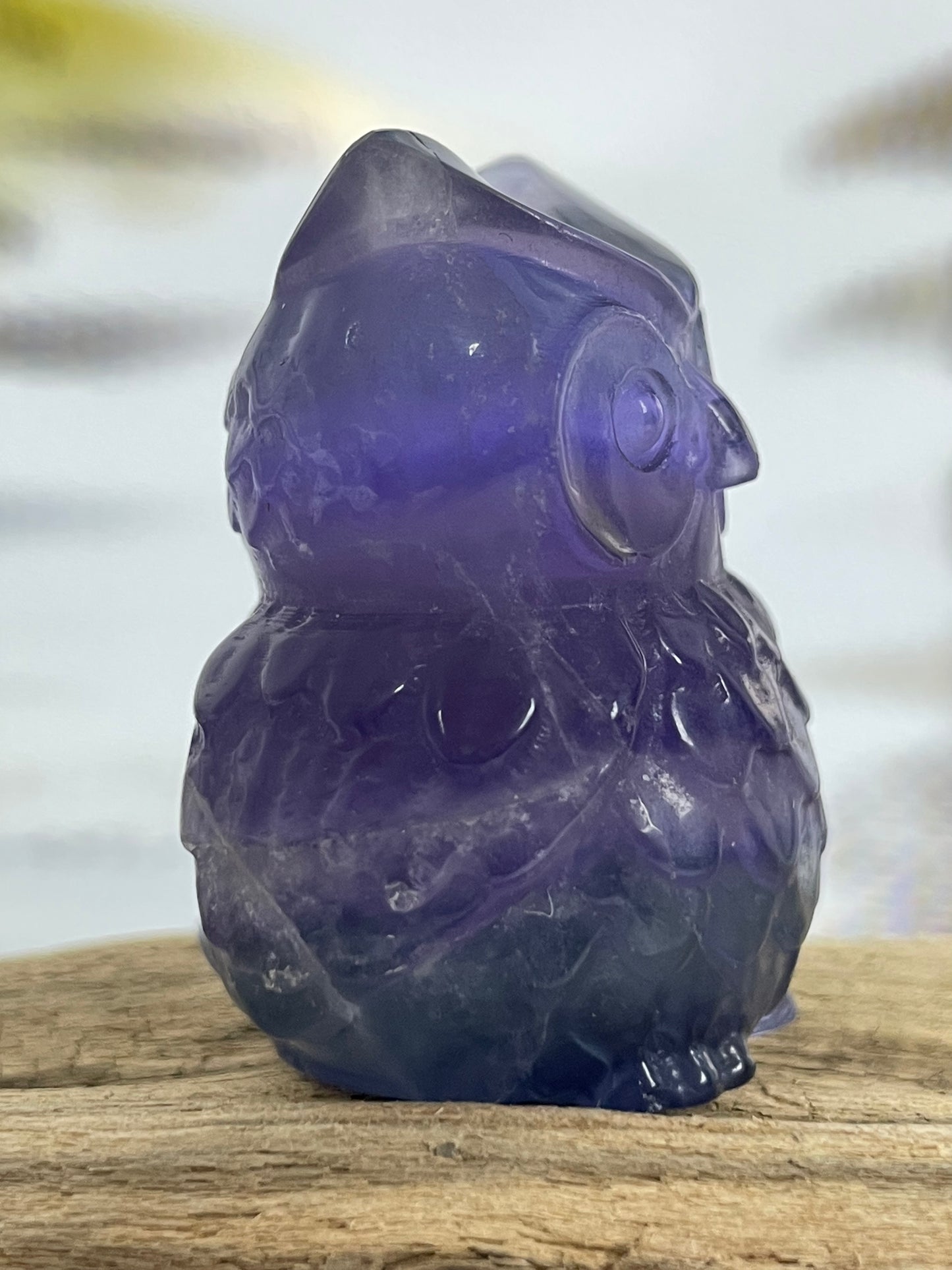 Fluorite Owl Violet-Green
