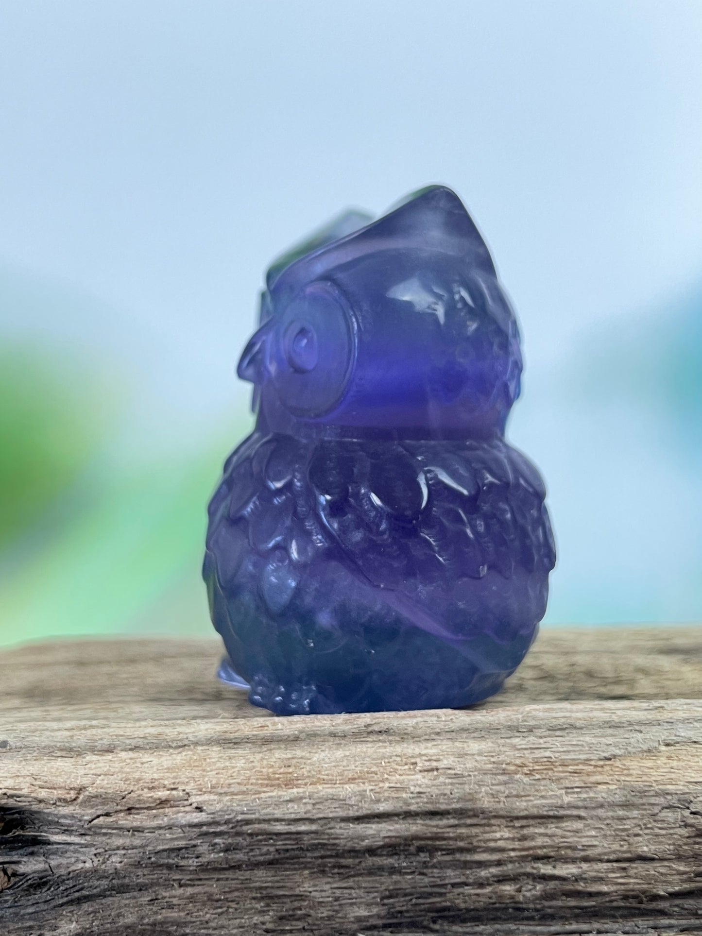 Fluorite Owl Violet-Green