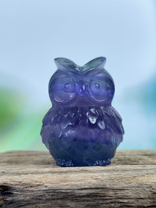 Fluorite Owl Violet-Green